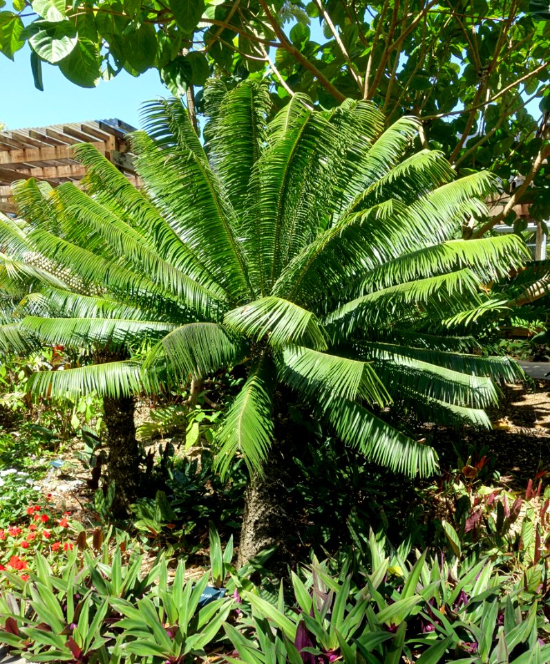 Microcycas calocoma - Marie Selby Botanical Gardens - Sarasota, Florida - DSC01801