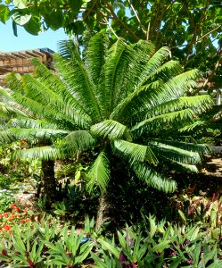 Microcycas calocoma - Marie Selby Botanical Gardens - Sarasota, Florida - DSC01801