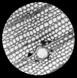 Micro-opname dwarsdoorsnede, Bestanddeelnr 195-0099