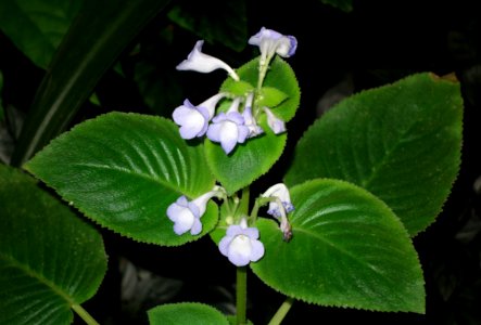 Microchirita lavandulacea (Chirita lavandulacea) - Botanischer Garten, Dresden, Germany - DSC08590