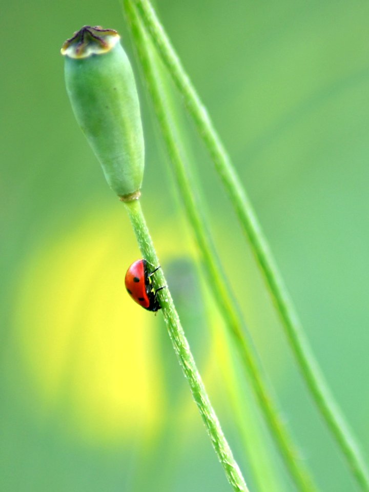 Micro Nature (150645791)