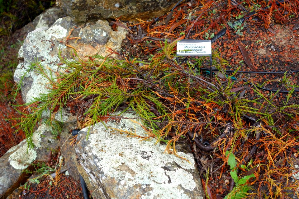 Microcachrys tetragona - UC Santa Cruz Arboretum - DSC07410