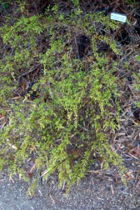 Micromyrtus ciliata - UC Santa Cruz Arboretum - DSC07423