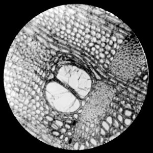Micro-opname dwarsdoorsnede, Bestanddeelnr 195-0103