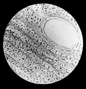 Micro-opname dwarsdoorsnede, Bestanddeelnr 195-0097