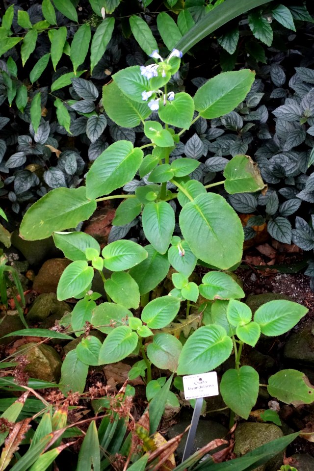 Microchirita lavandulacea (Chirita lavandulacea) - Botanischer Garten, Dresden, Germany - DSC08583