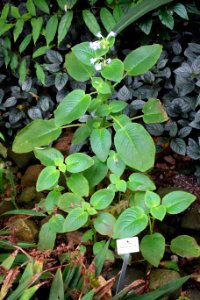 Microchirita lavandulacea (Chirita lavandulacea) - Botanischer Garten, Dresden, Germany - DSC08583