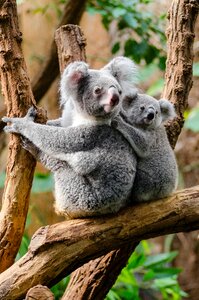 Furry koalas tree