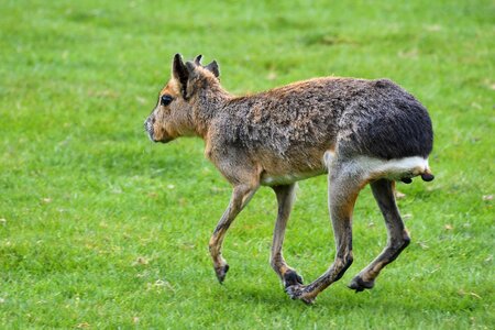 Hare of patagonia run grass