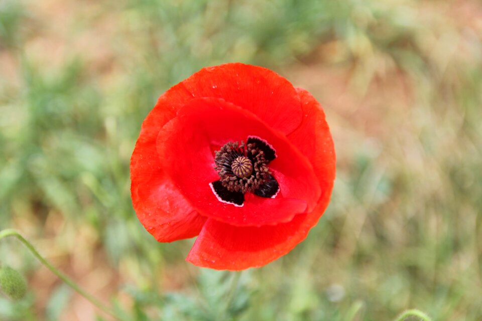 Nature poppy rose garden