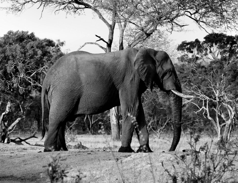 Savanna tusk wildlife