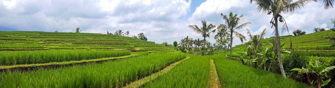 Rice terraces panorama landscape photo