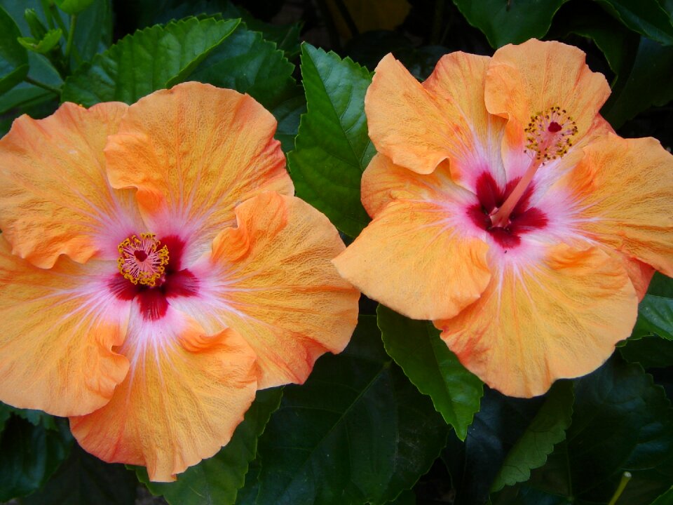 Orange flower bloom