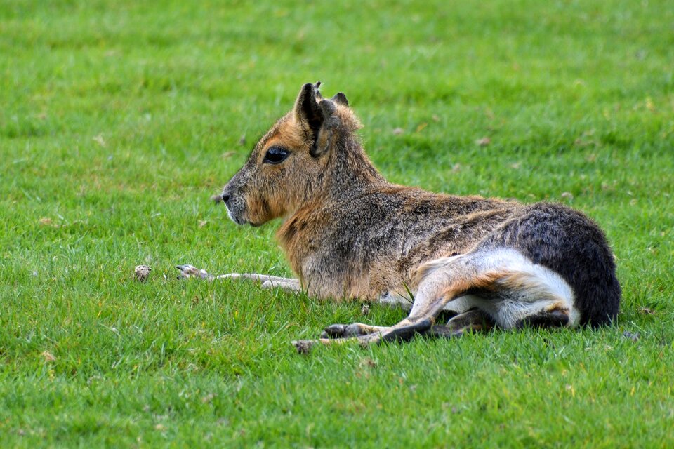 Hare of patagonia elongate grass