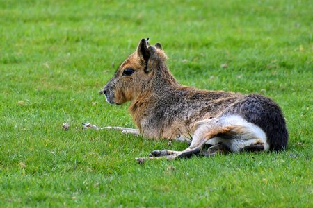 Hare of patagonia elongate grass