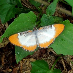 Mestra dorcas 31242209