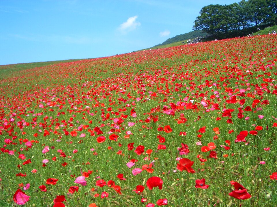 Flowers flower garden red