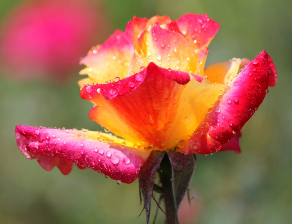 Buds nature beautiful