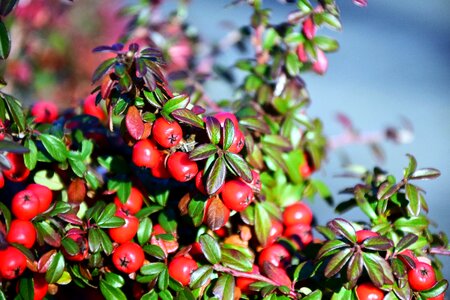 Red fruits ash photo