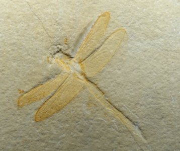 Mesuropetala koehleri - Museum fur Naturkunde, Berlin - DSC09920