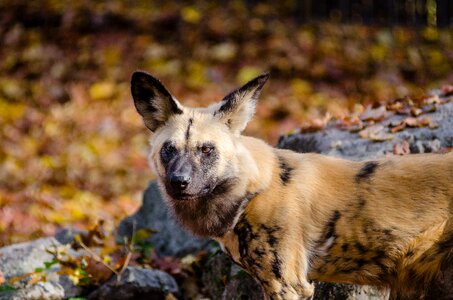 Animal canine carnivore