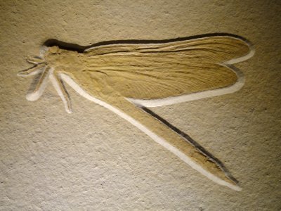 Mesurupetala, dragonfly, Late Late Jurassic, Tithonian Age, Solnhofen Lithographic Limestone, Solnhofen, Bavaria, Germany - Houston Museum of Natural Science - DSC01815