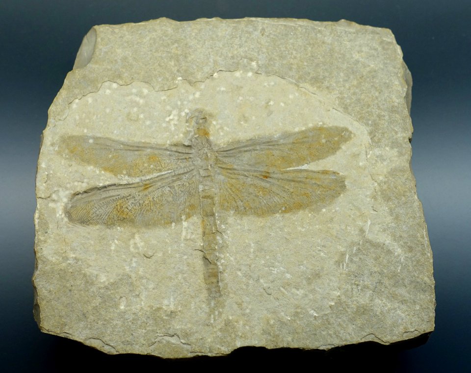Mesuropetala koehleri - Museum fur Naturkunde, Berlin - DSC09919