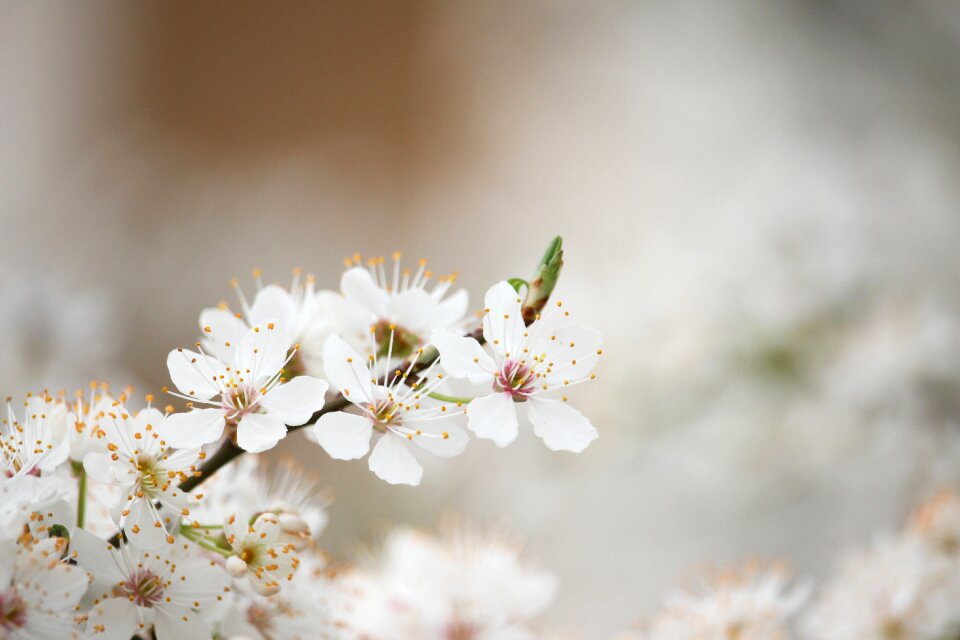 Spring bloom flowering tree white bloom