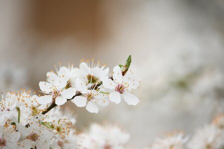 Spring bloom flowering tree white bloom photo