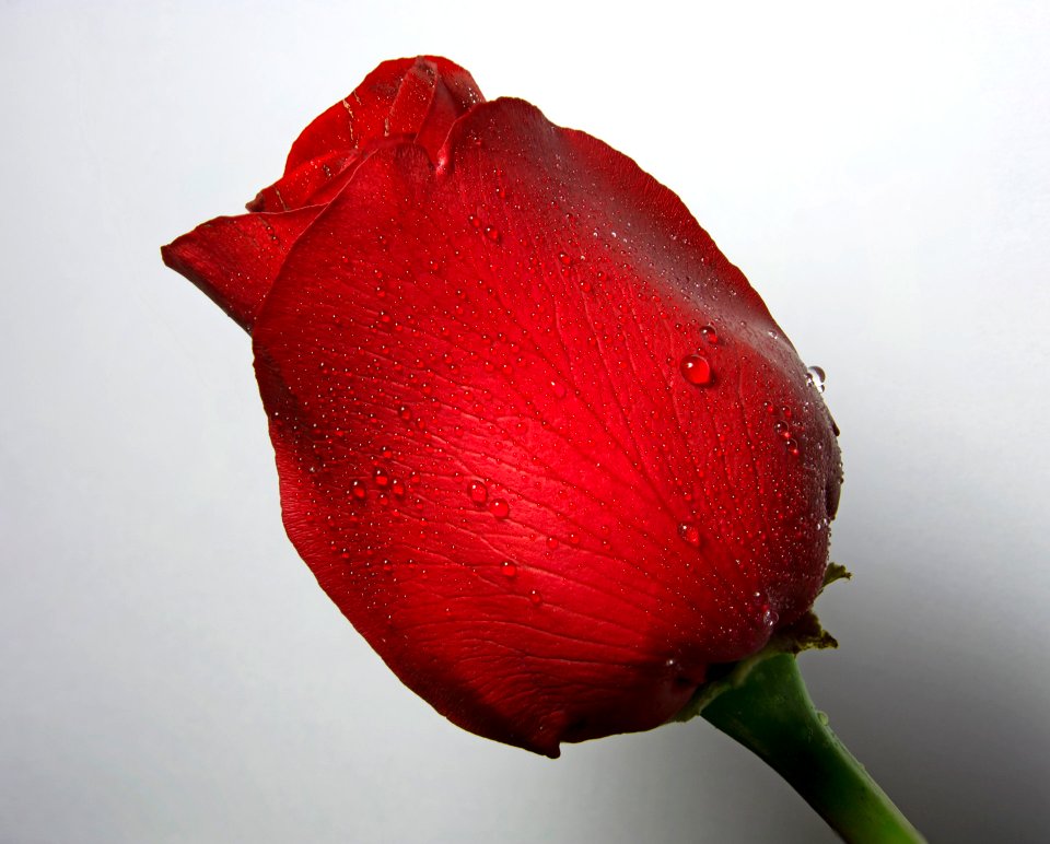 Merged Red Rose For Learning (197800109)