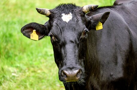Simmental cattle pasture nature