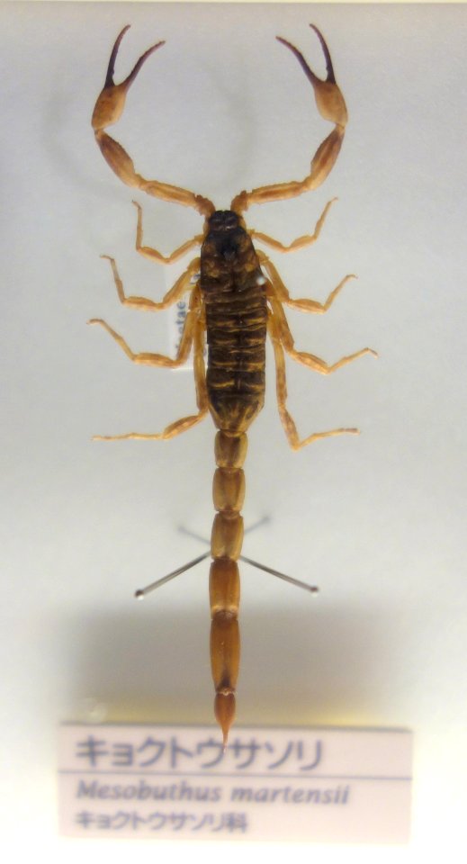 Mesobuthus martensii - National Museum of Nature and Science, Tokyo - DSC07145