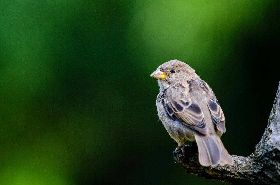 Bird macro perched