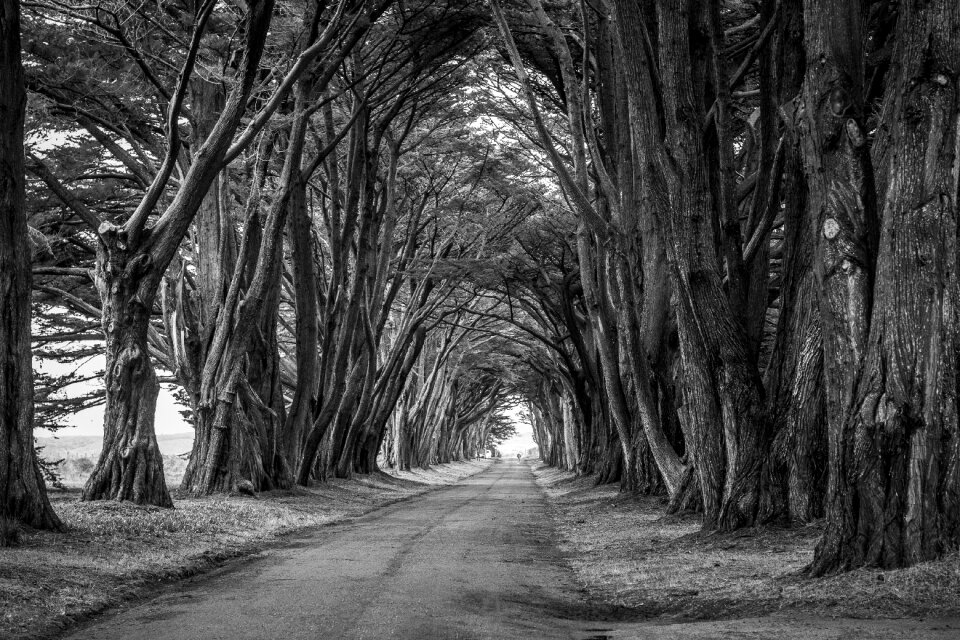 Scenic travel trees