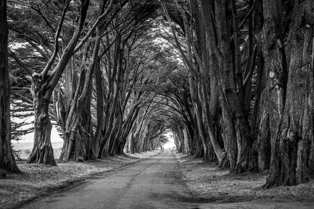 Scenic travel trees
