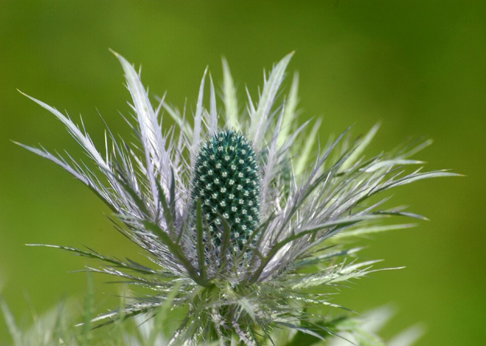 Sting close up plant