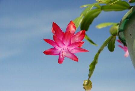 Cactus flower pink blossom photo
