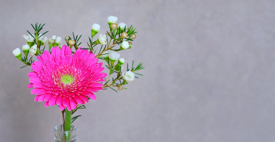 Bloom petals pink photo