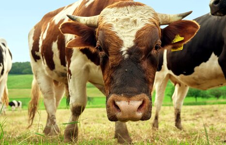 Brown white face pasture