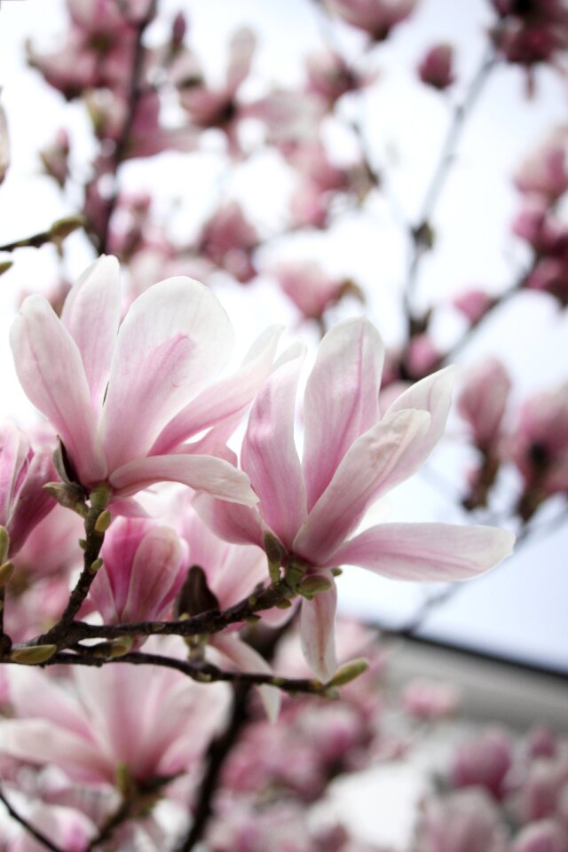 Spring bloom flowering tree white bloom
