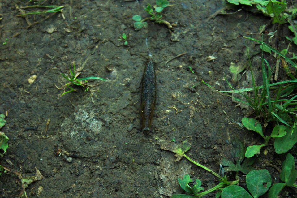 Nature land insects