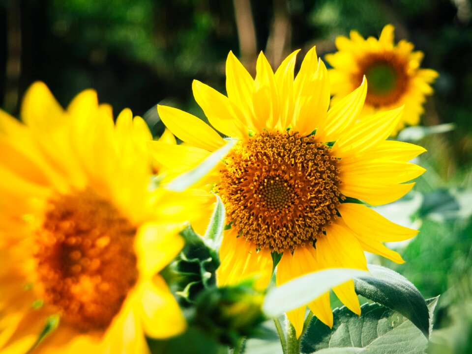 Flower natural summer
