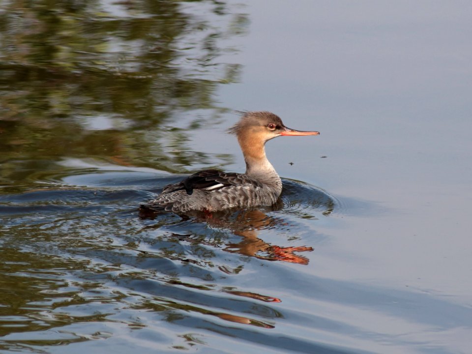 Mergus serrator Tauvo Siikajoki 20210707 01