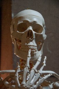 Human body skull bones photo