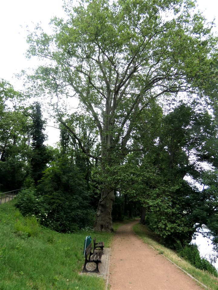 Merseburg, Unterer Schlossgarten ND PlataneNord-2