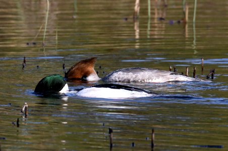 Mergus merganser Oulu Finland 2016-05-06
