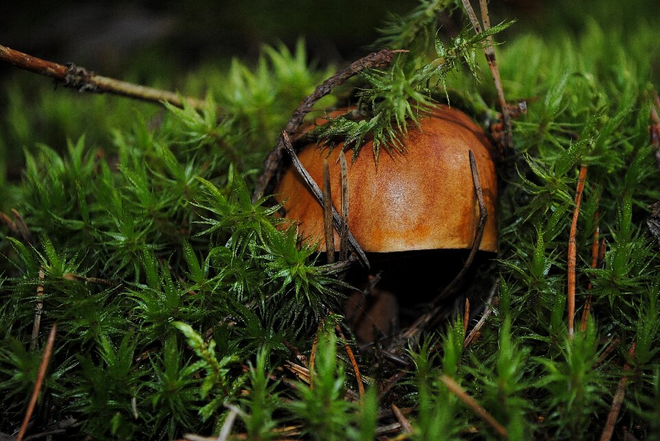 Plant macro background