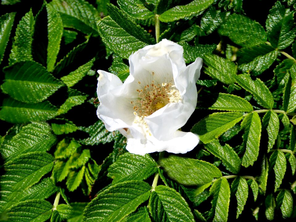Close up blossom bloom