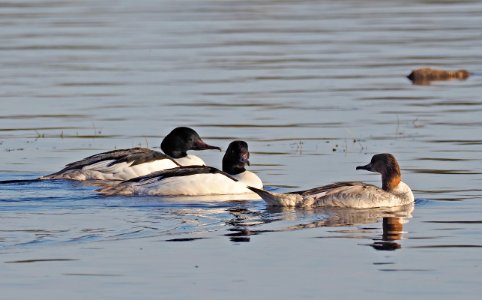 Mergus merganser Oulu Finland 2020-05-26
