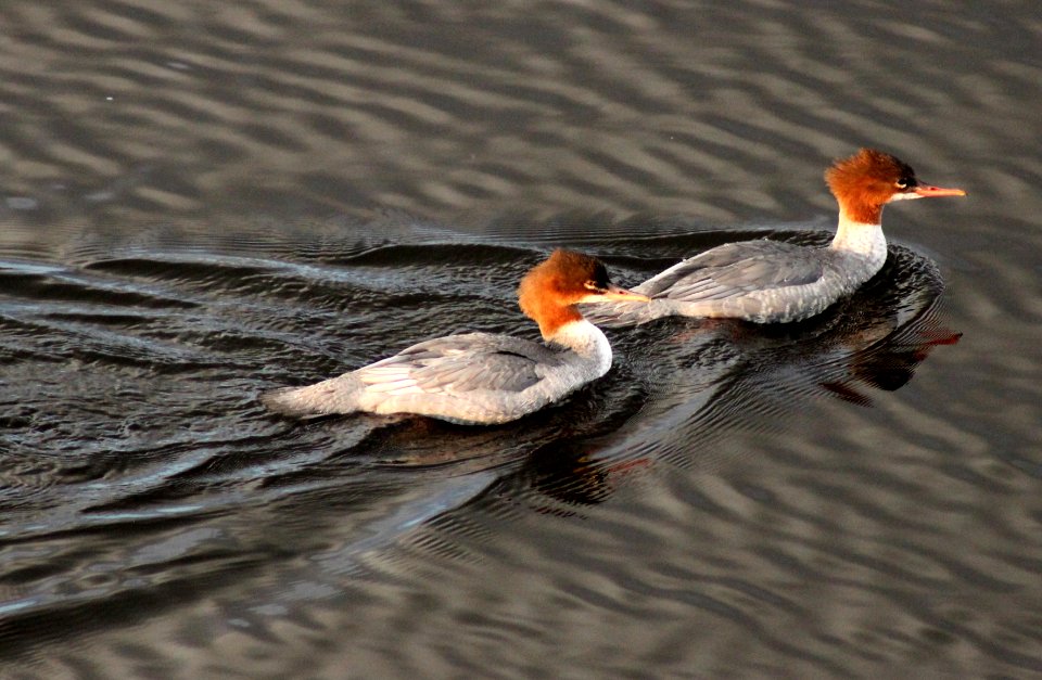 Mergus merganser Oulu 20130914 02